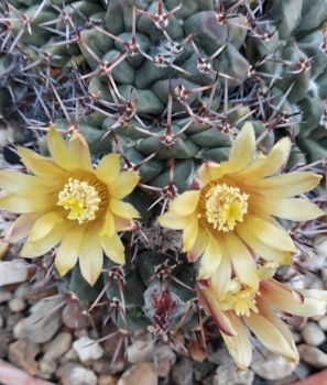 Preview: Mammillaria crassimammillis